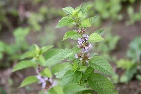 Menta De Campo Descripción De La Variedad Propiedades Medicinales Y Contraindicaciones Con Foto