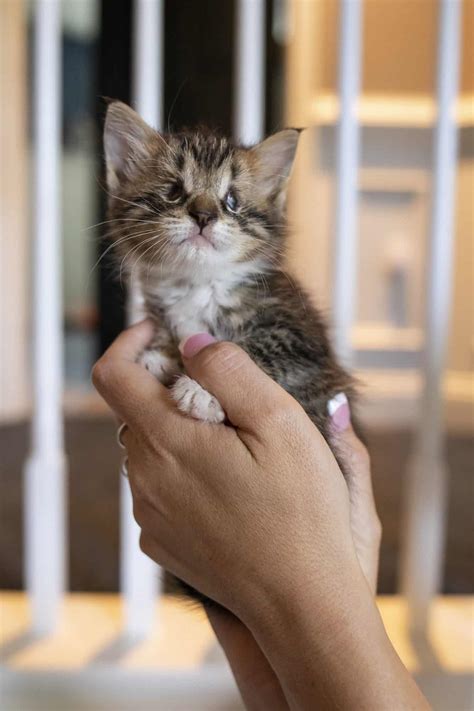 5 Week Old Kittens Found In Engine May Not See Well But Felt The Love