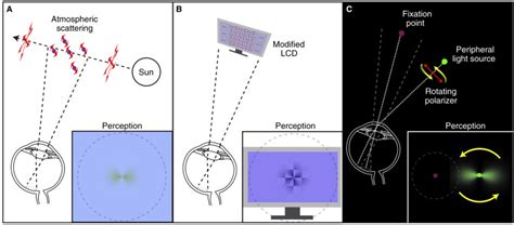 Seeing Polarization Of Light With The Naked Eye Current Biology