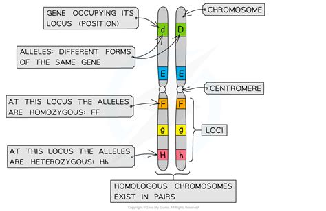 IB DP Biology SL复习笔记3 1 6 Eukaryotic Chromosomes 翰林国际教育