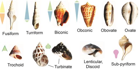 Gastropod Shapes And Description Kentucky Geological Survey