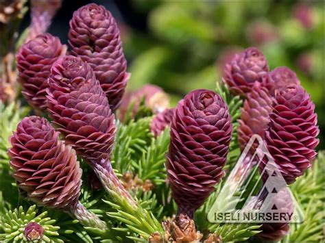 Picea Spruce Iseli Nursery