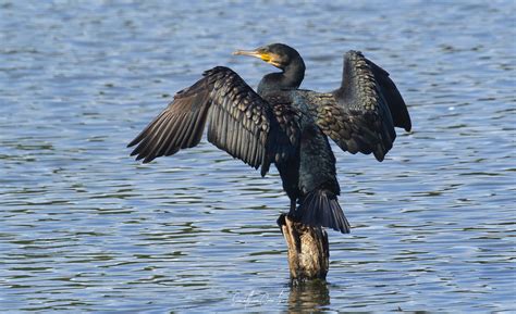 Cormorant Jonathan Coombes Flickr