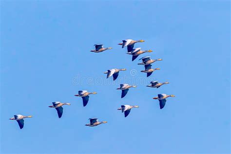 A Flock of Bar Headed Goose Flying Stock Image - Image of stripes ...