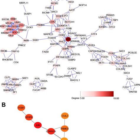 Protein Protein Interaction Network Of Degs A String Was Used To