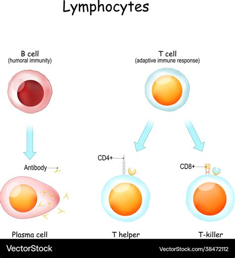 Lymphocytes B Cell And T Cell Royalty Free Vector Image