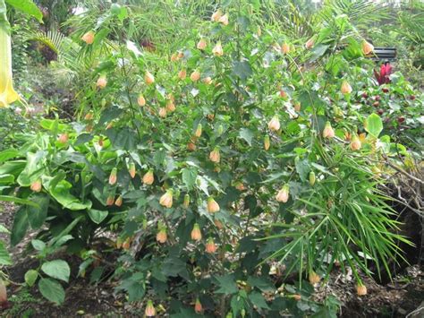 Abutilon Hyb ‘apricot Glow — Vintage Green Farms With Tom Piergrossi