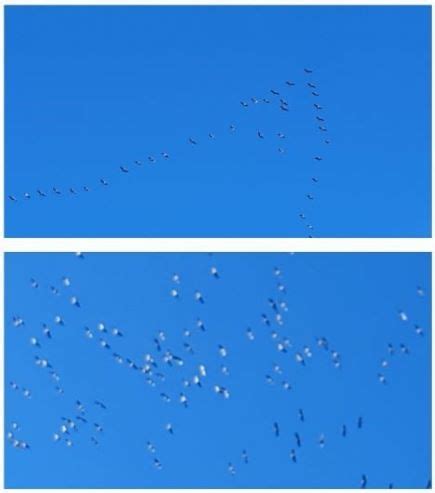 Клин журавлей (Руслан Назиров-Грюн) / Стихи.ру