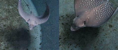 Australian Zoo Stunned After Ray Gives Birth Despite Not Seeing A Male ...