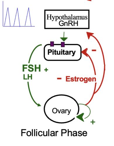 Female Reproductive Endocrinology Flashcards Quizlet
