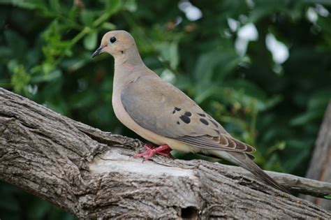 Huilota Común Aves De San Antonio De Las Minas · Naturalista Mexico