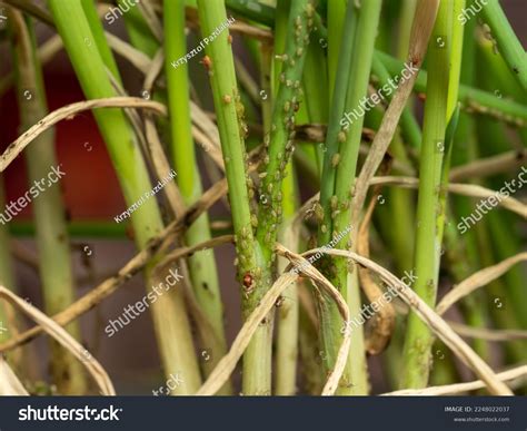 28 Aphids On Chives Images Stock Photos 3d Objects And Vectors