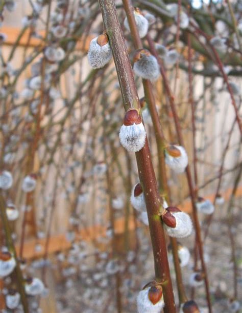 Salix Caprea Pendula Weeping Pussy Willow Cuttings