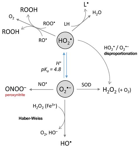 Ijms Free Full Text Chemical Basis Of Reactive Oxygen Species