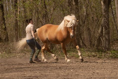 Gilbert Haflinger Hengst Fuchs Pferd Austria