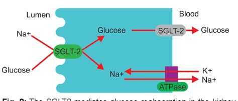 Sodium Glucose Transporter