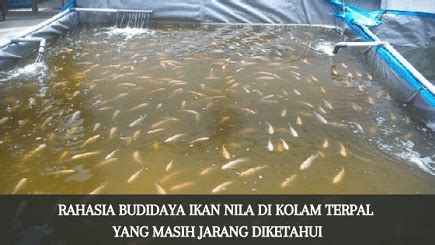 Rahasia Budidaya Ikan Nila Di Kolam Terpal Yang Masih Jarang Diketahui