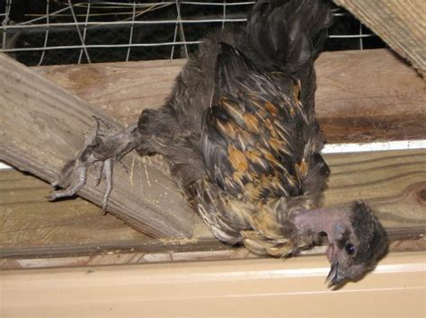 Naked Neck Silkie Crossed With Boy Or Girl Backyard Chickens Learn How To Raise Chickens