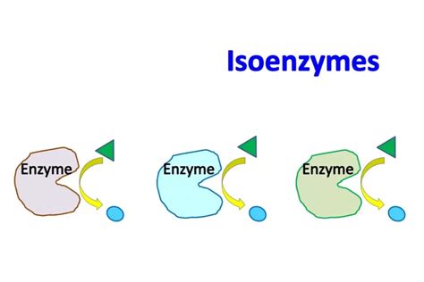 Isoenzymes: Overview of Function and Regulation