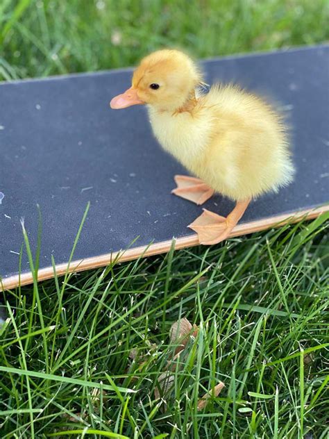 Duckonaskateboard