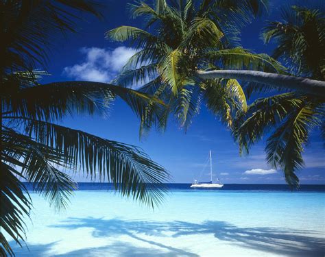 Tropical Tree Wallpapers - 4k, HD Backgrounds on WallpaperBat