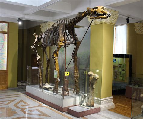 paraceratherium indricotherium transouralicum  pavlova