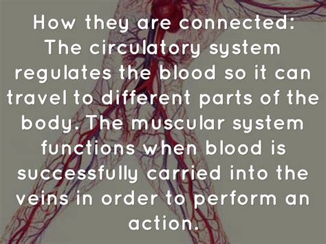 Circulatory System By Angelisacampa