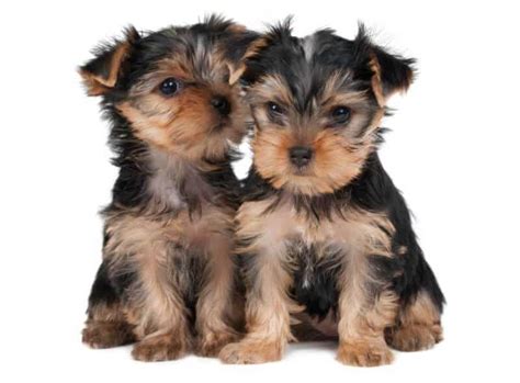 Yorkshire Terrier A Complete Guide With Calculator Petbudget