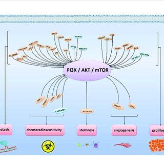 regulatory molecules  pikaktmtor signaling pathway