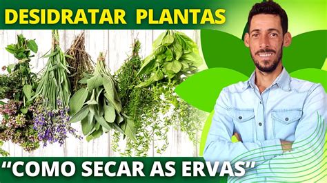 Como Secar As Plantas Medicinais Varal Ou Forno Observe Isso Antes