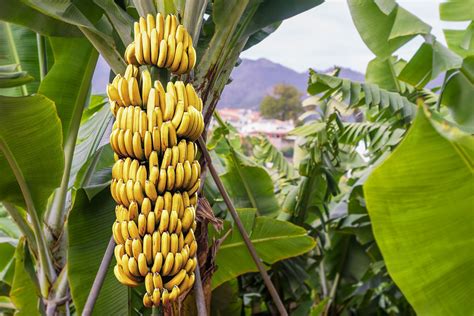 Banana Nutrientes E Benefícios Para A Saúde Frutas Infoescola