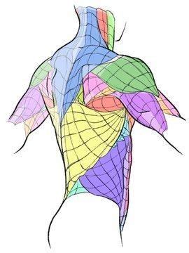 anatomy ideas human anatomy drawing anatomy  artists