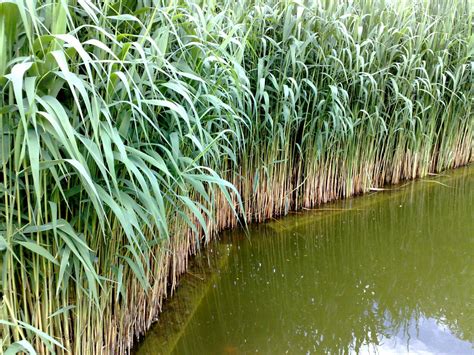 Aquatic Plant 5 By Bakenekogirl On Deviantart