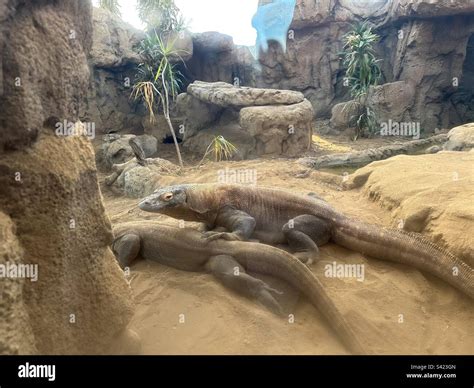 Komodo dragons (Varanus komodoensis) get friendly at the San Diego Zoo