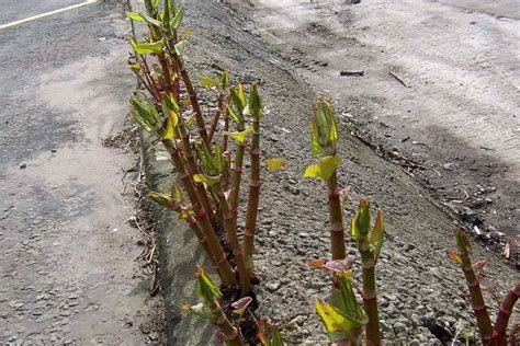 Can Japanese Knotweed Grow Through Concrete