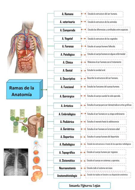 Ramas De La Anatomia Mind Map Otosection Porn Sex Picture