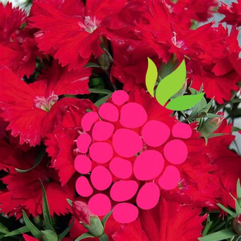 Гвоздика китайская Диана Cкарлет - Малинка