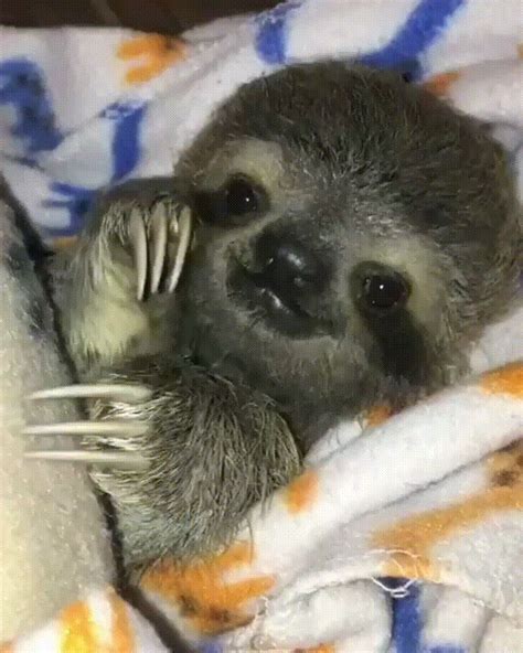 Happy baby sloth is too much : r/MadeMeSmile