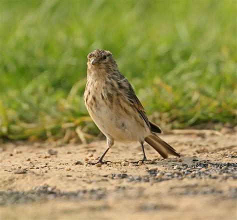 Types of Finches - Different Types of Finches