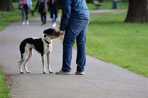 What Is Leash Aggression In Dogs And How To Deal With It Dog Training