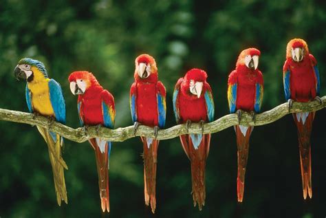 Scarlet Macaw Wallpapers - Top Free Scarlet Macaw Backgrounds ...