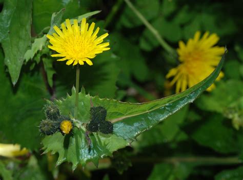 Edible Weeds