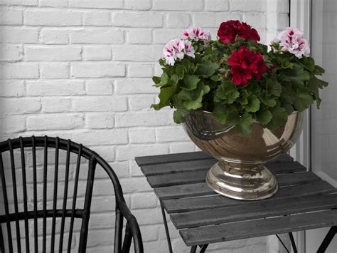 Elegance Franny * | Hendriks Young Plants