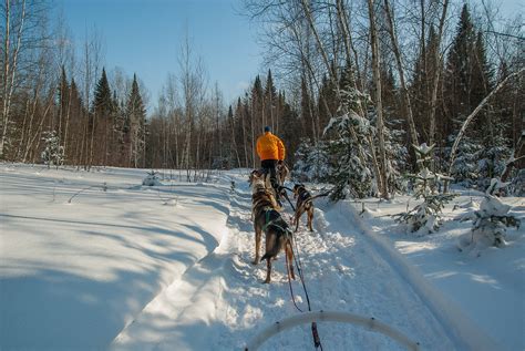 Winter Snow Sled Dogs - Free photo on Pixabay