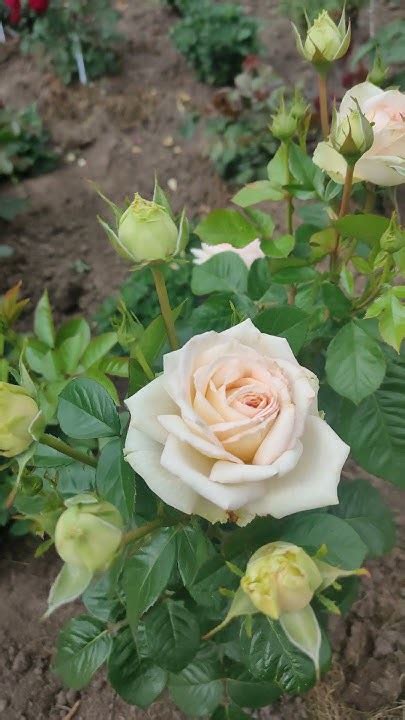 Роза Мадам Анизетт - YouTube