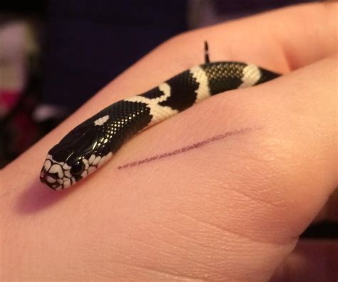 Meet Quinn The Baby Cali King Snake Sweet As Candy And Cute As A