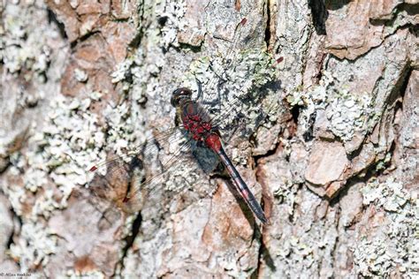 Ruby Whiteface Leucorrhinia Rubicunda Tyresta National Par Flickr