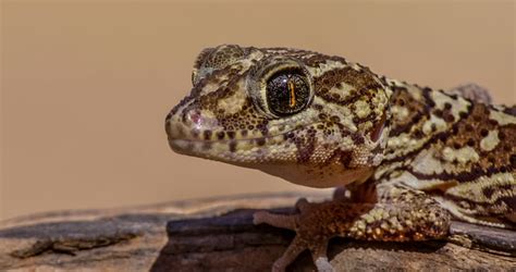 Understanding The Breeding Cycle Of Different Gecko Species - GeckoSavvy