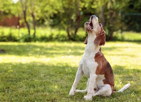 5 Reasons Why Your Dog Wont Stop Barking Petmd