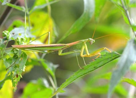 Praying Mantis Stock Image Image Of Prey Predator 158377909